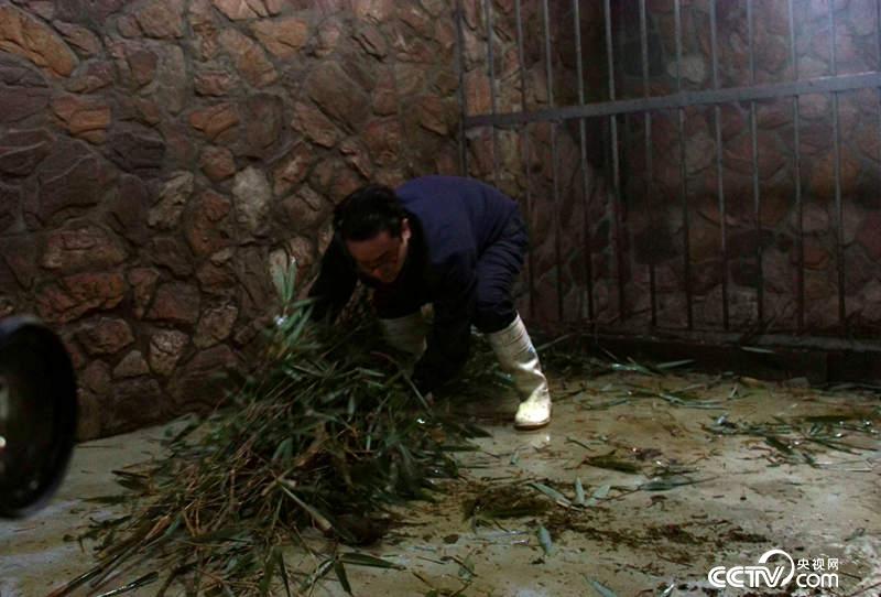 Daddy Zhang Yue is cleaning the bamboo in the barn.